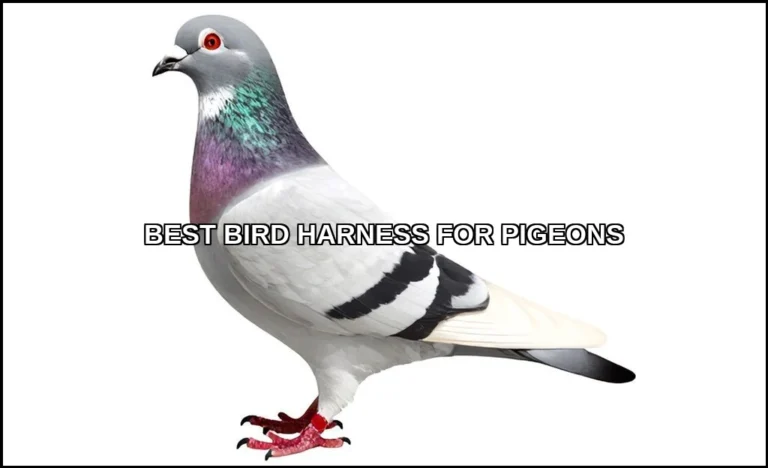 Best bird harness for pigeons