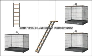 Best bird ladders for cages