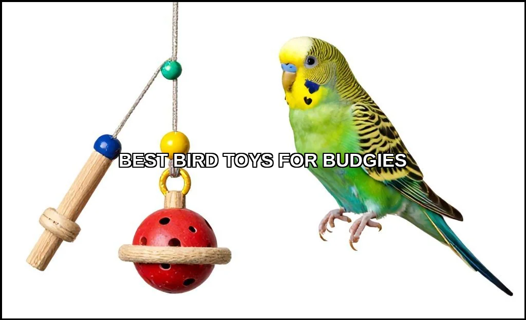 Best bird toys for budgies
