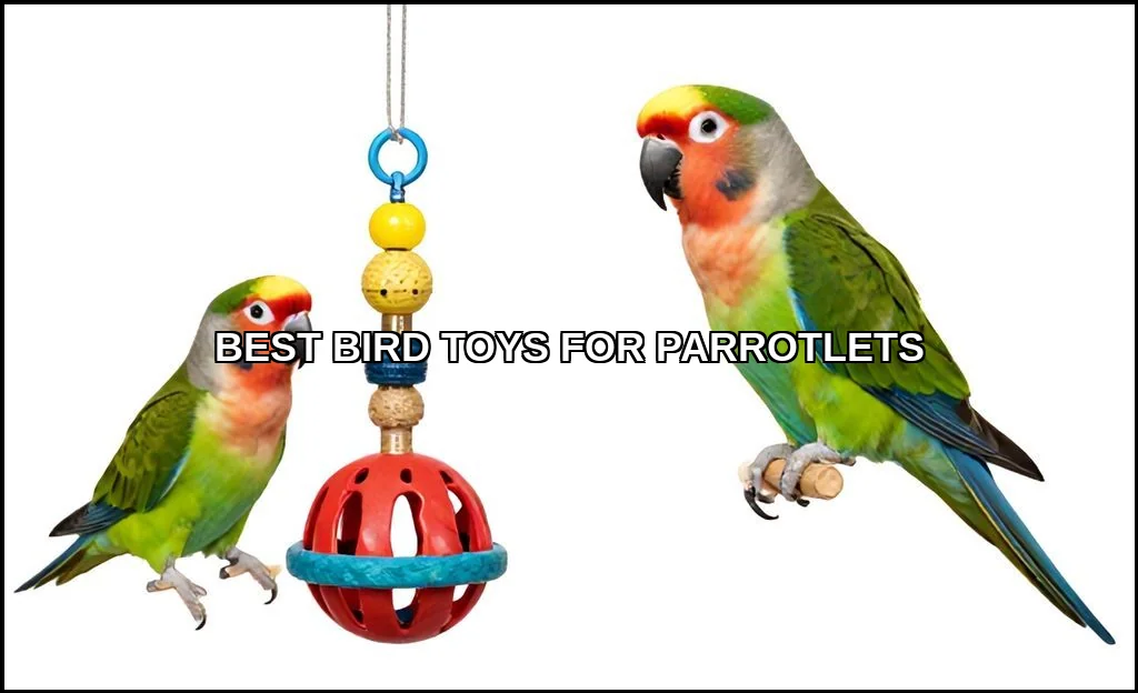 Best bird toys for parrotlets