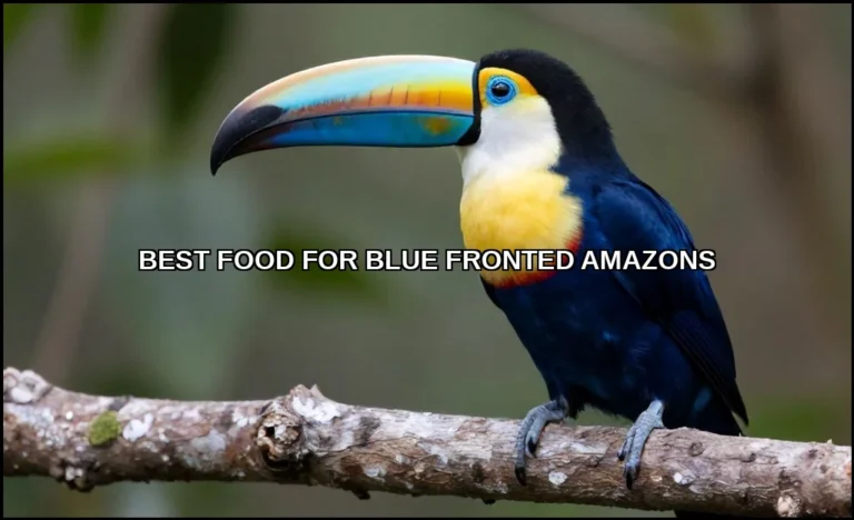 Best food for blue fronted amazons