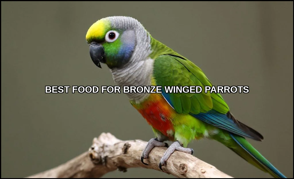 Best food for bronze winged parrots