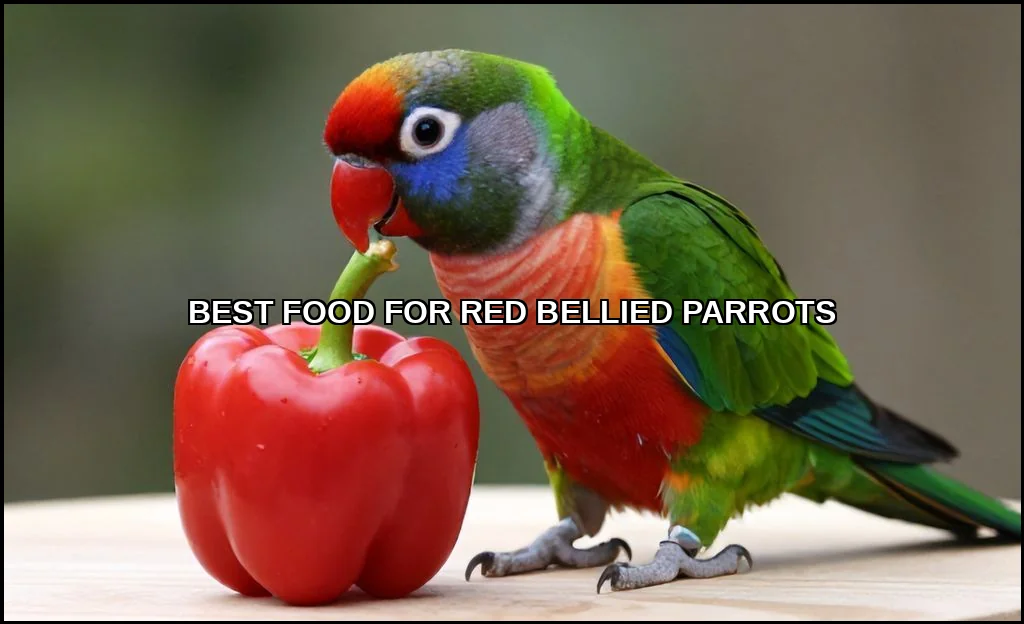 Best food for red bellied parrots
