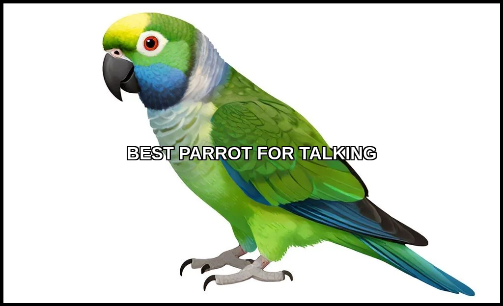 Best parrot for talking