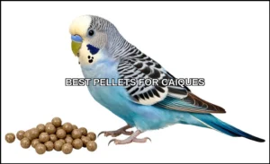 Best pellets for caiques