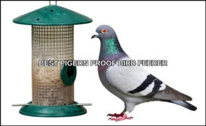 Best pigeon proof bird feeder