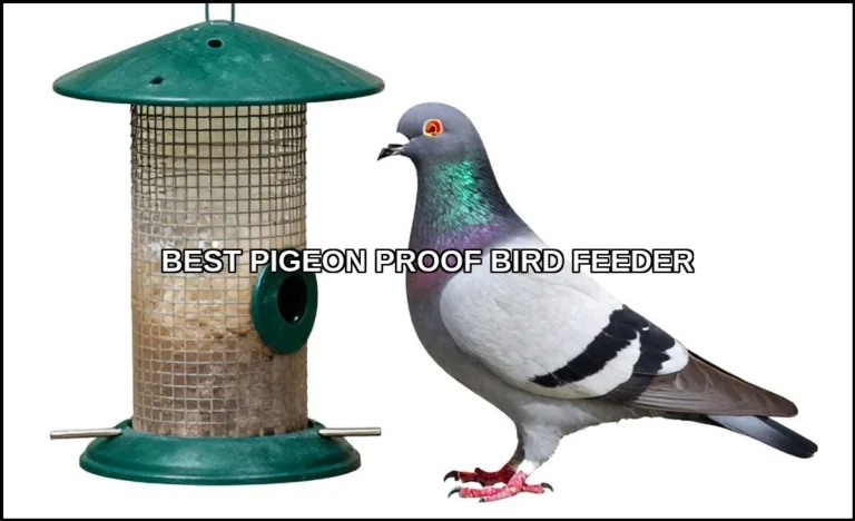 Best pigeon proof bird feeder