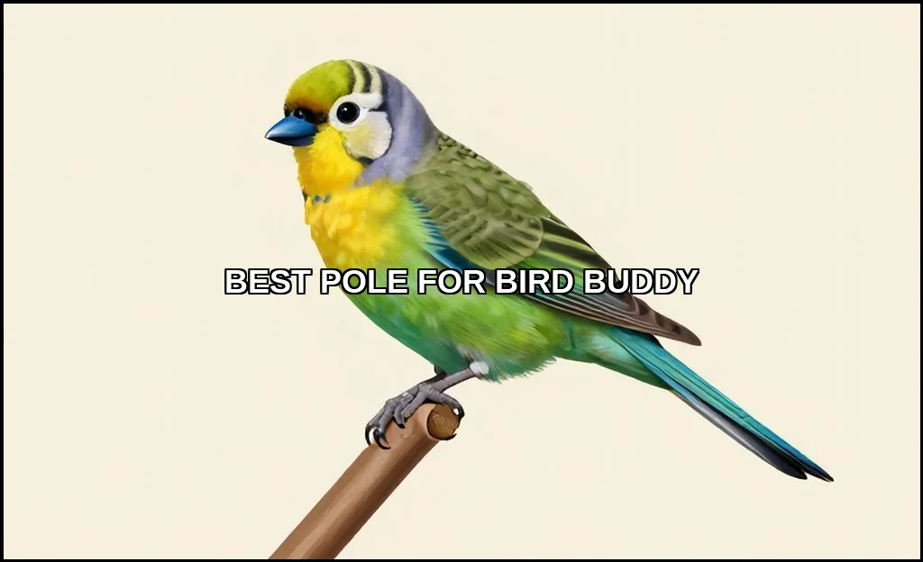 Best pole for bird buddy