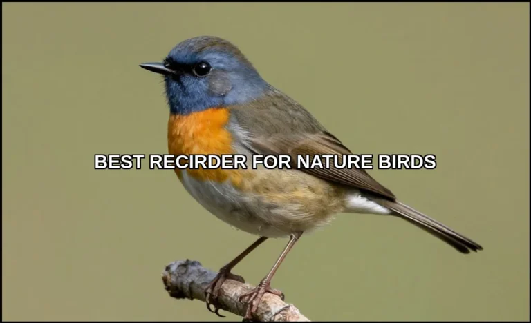 Best recirder for nature birds