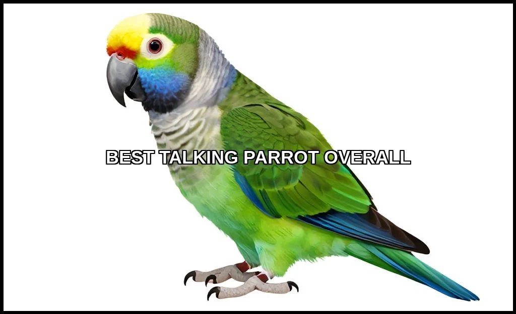 Best talking parrot overall