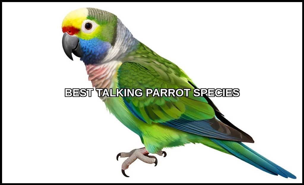 Best talking parrot species