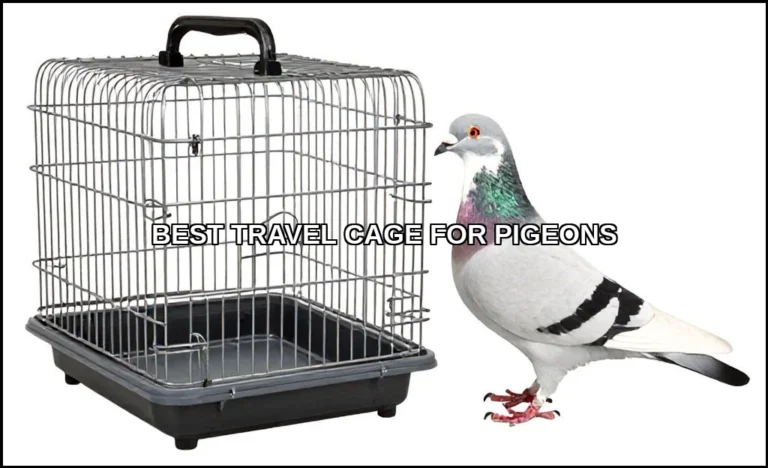Best travel cage for pigeons