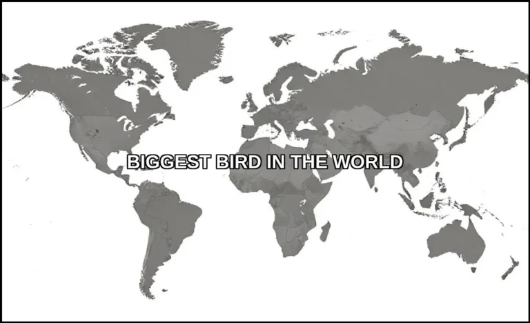 Biggest bird in the world