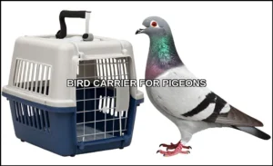 Bird carrier for pigeons