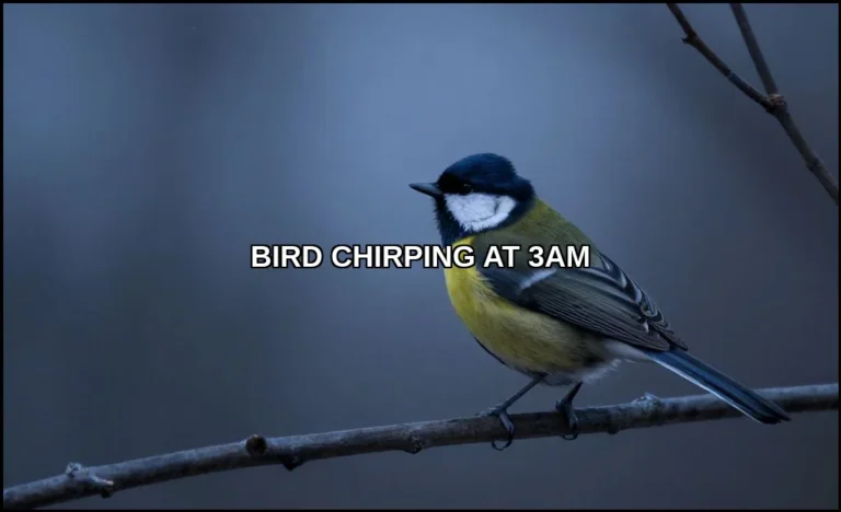 Bird chirping at 3am