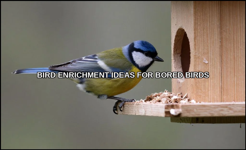 Bird enrichment ideas for bored birds