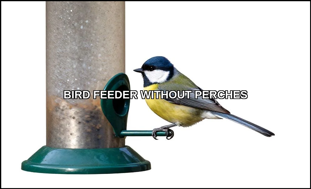 Bird feeder without perches
