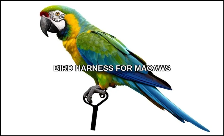 Bird harness for macaws