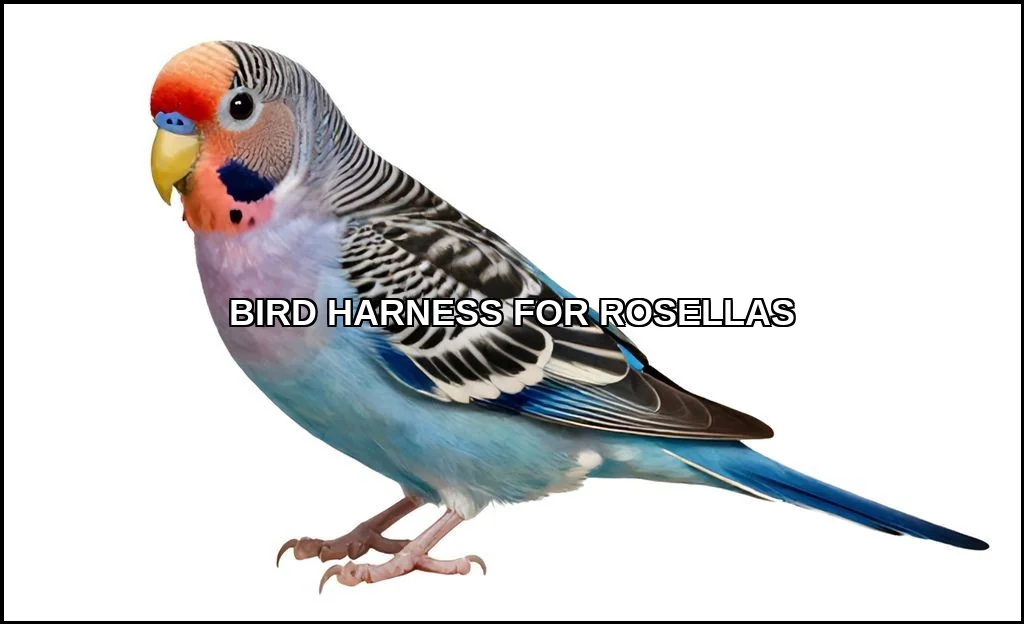 Bird harness for rosellas