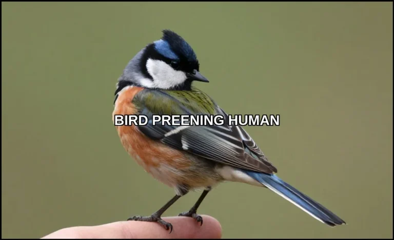 Bird preening human