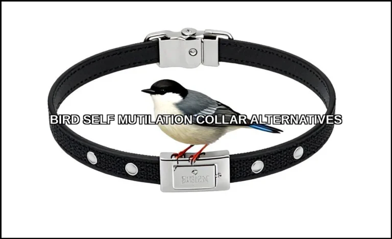 Bird self mutilation collar alternatives