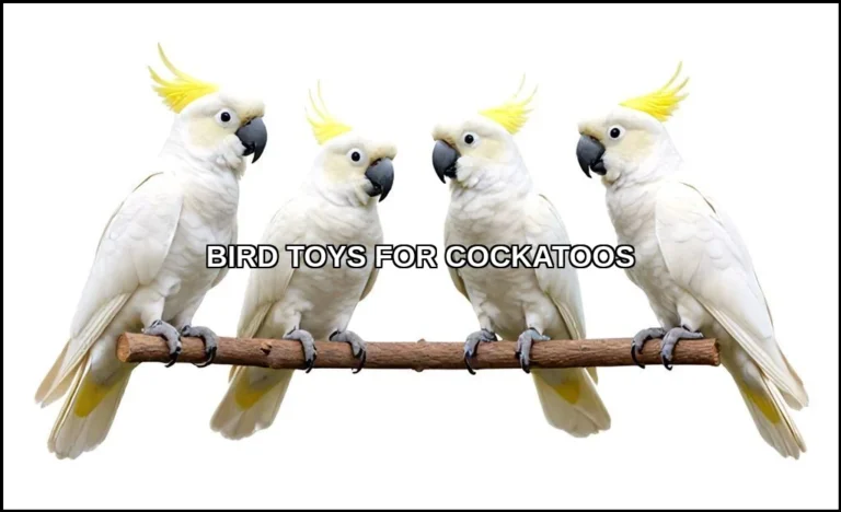 Bird toys for cockatoos