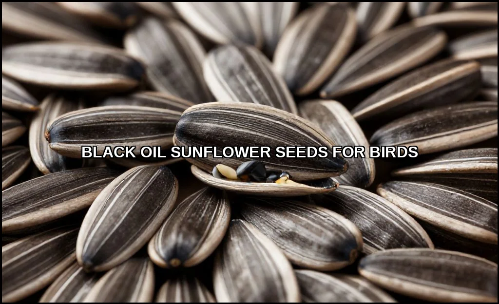 Black oil sunflower seeds for birds