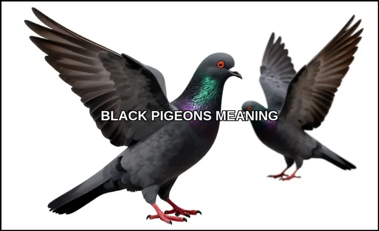 Black pigeons meaning
