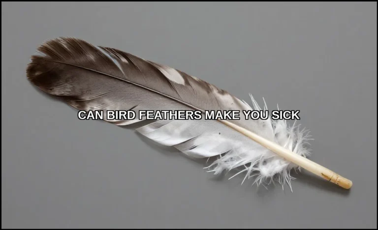 Can bird feathers make you sick