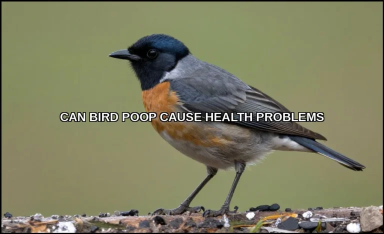 Can bird poop cause health problems