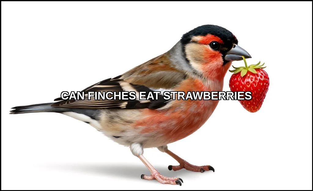 Can finches eat strawberries