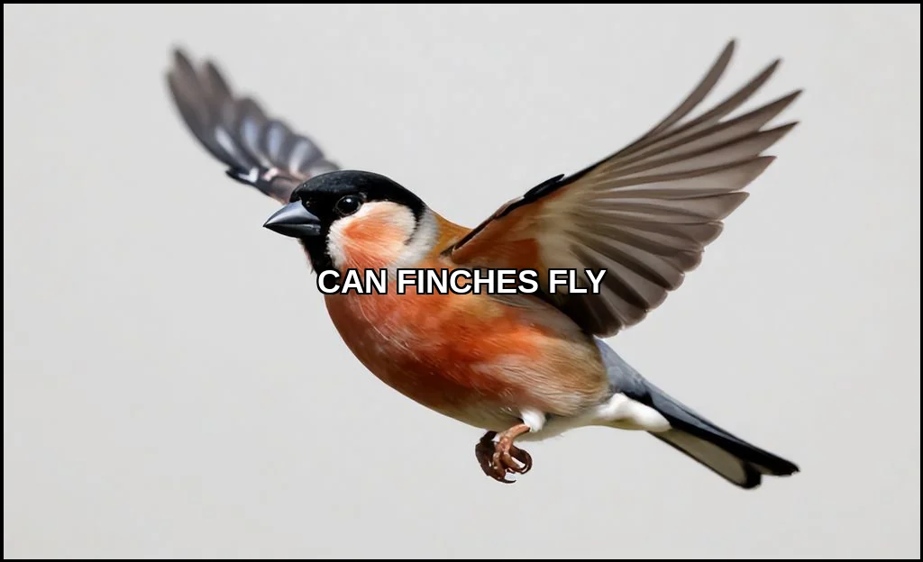 Can finches fly