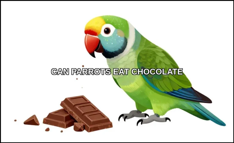Can parrots eat chocolate