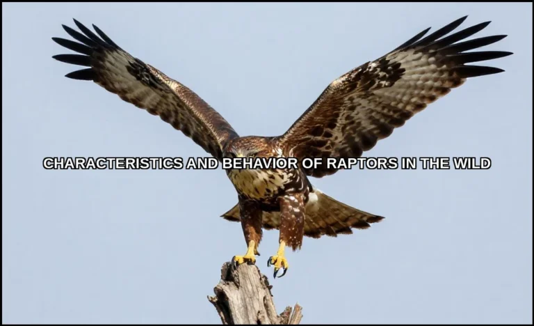 Characteristics and behavior of raptors in the wil