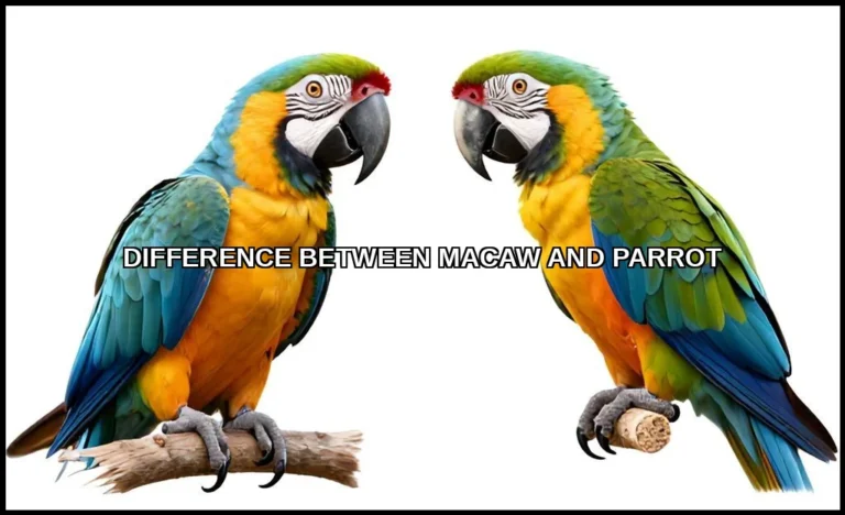 Difference between macaw and parrot