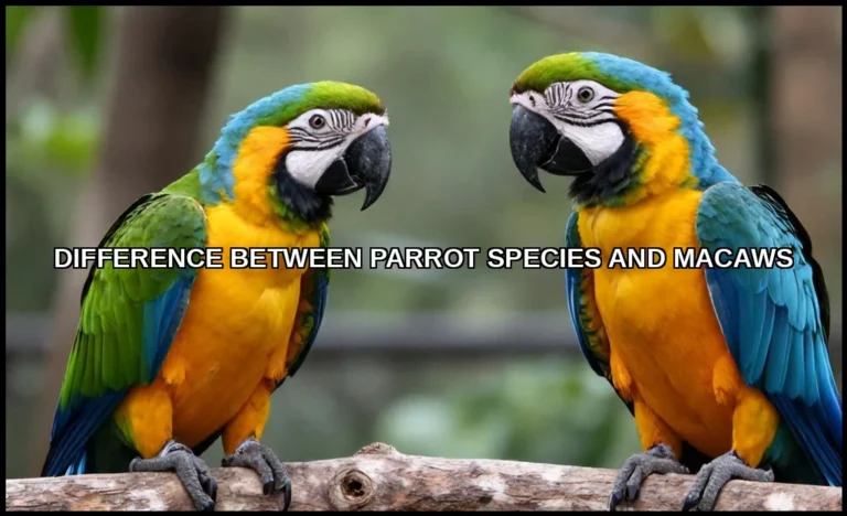 Difference between parrot species and macaws