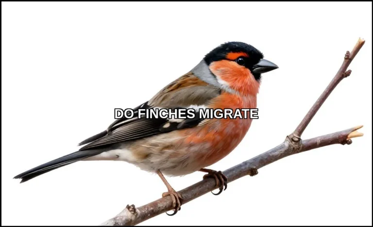 Do finches migrate