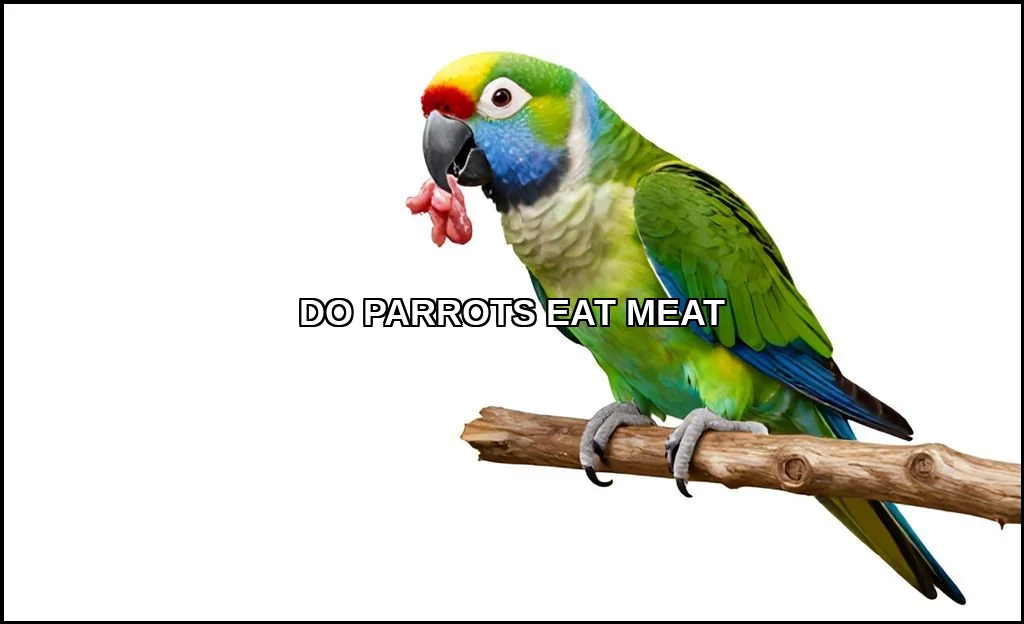 Do parrots eat meat