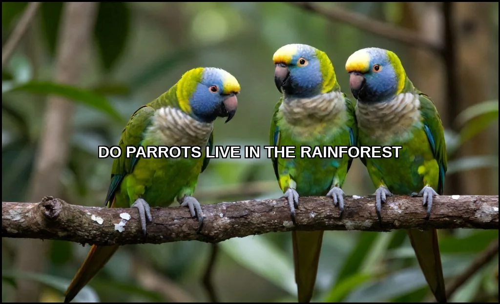 Do parrots live in the rainforest