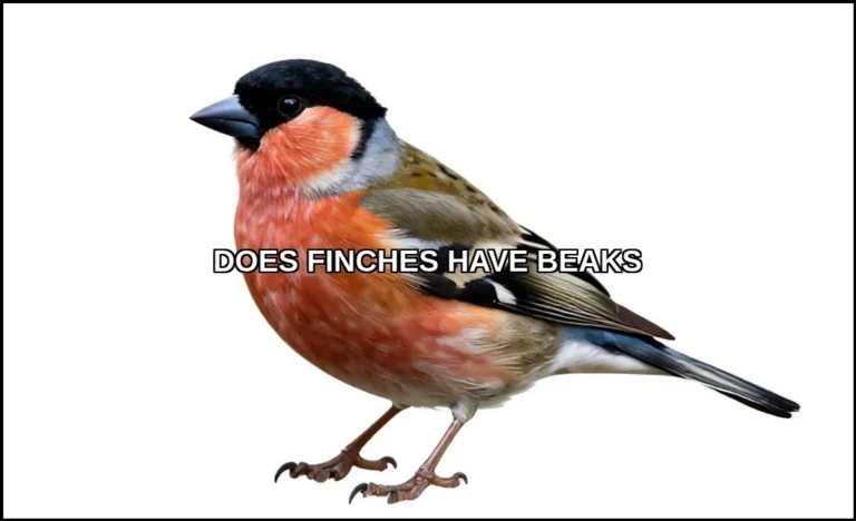 Does finches have beaks