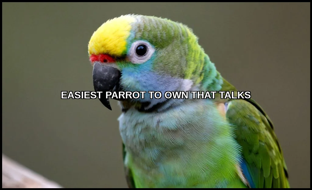 Easiest parrot to own that talks