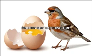Finches egg hatching time