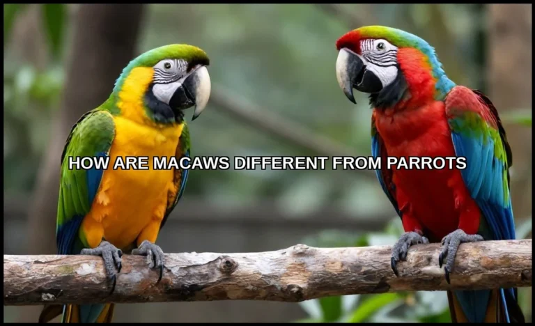 How are macaws different from parrots