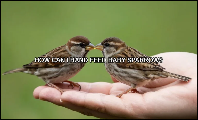 How can i hand feed baby sparrows