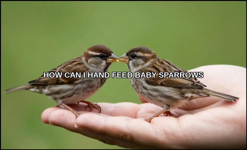 How can i hand feed baby sparrows