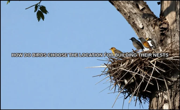 Birds choose the location for building their nests