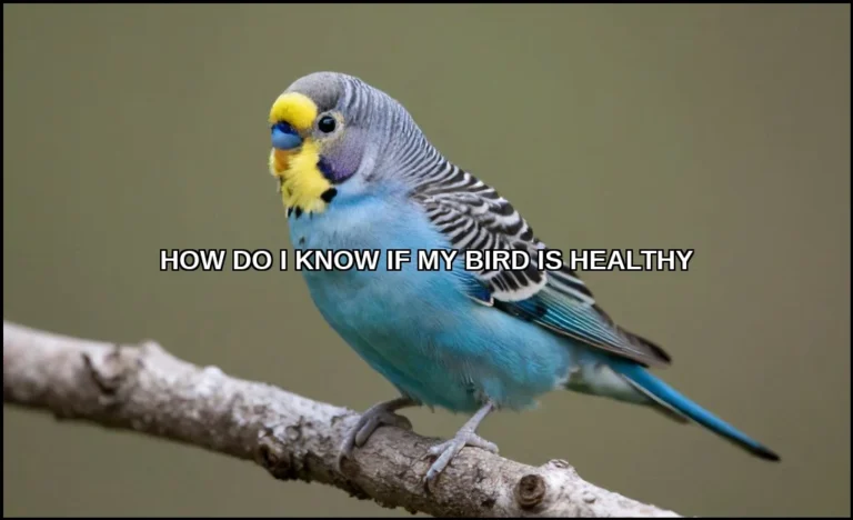 I know if my bird is healthy