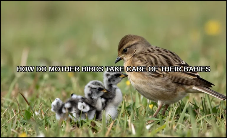 Mother birds take care of their babies