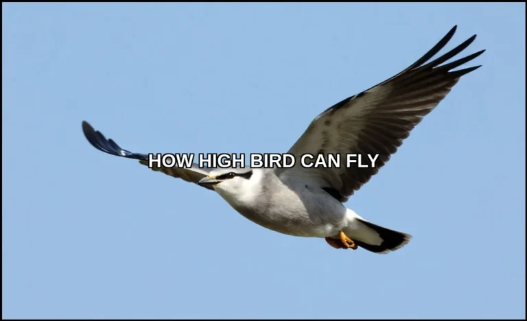 How high bird can fly