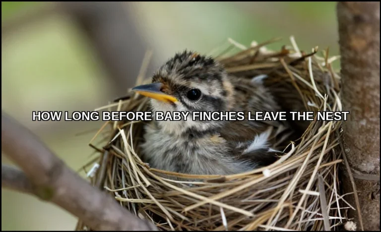 How long before baby finches leave the nest